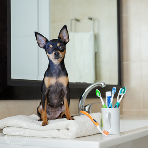 שיניים בריאות של הטוי הרוסי