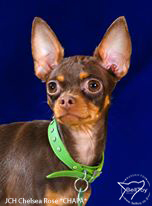 החוג לכלבים זעירים - תערוכה 12.05.2018