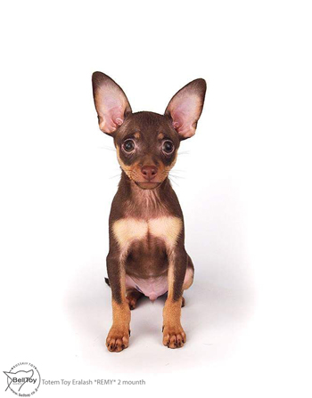 14.07.2017 Русский той в Израиле