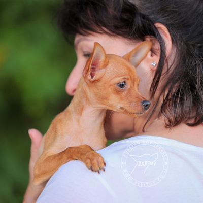 גידול וטיפוח הגזע הטוי הרוסי
