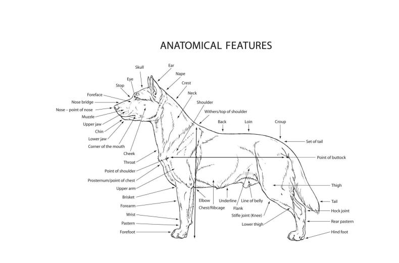 Стандарт FCI Анатомия собаки