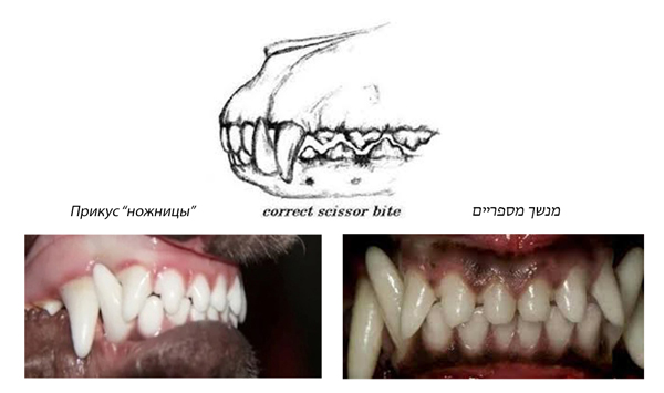 שיניים בריאות של הטוי הרוסי BellToy