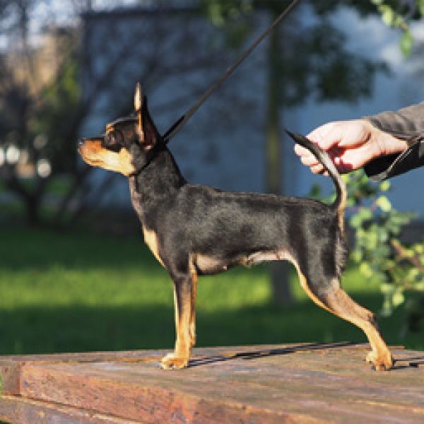 תערוכה הבינלאומית 25.01.2020