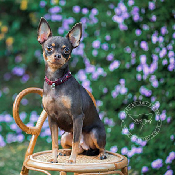 *BELLTOY OSHER EDELWEISS *DAISY