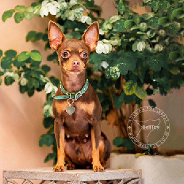 *Chelsea Rose *Chapa