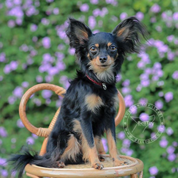 *BELLTOY OSHER FERRERO ROCHER *PRINCE