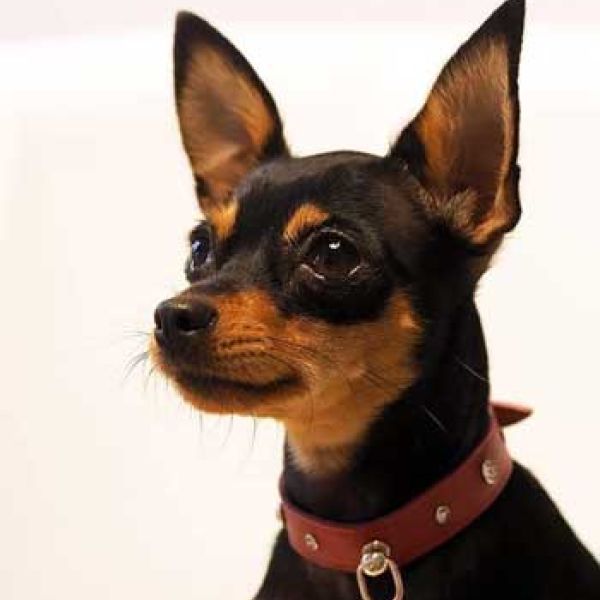 יותר אלופים בבית גידול שלנו 18.12.2019