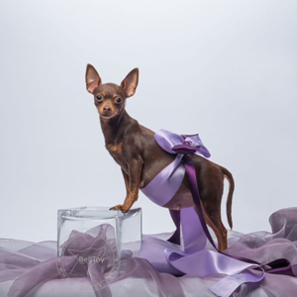 אנחנו ממתינים לגורים!