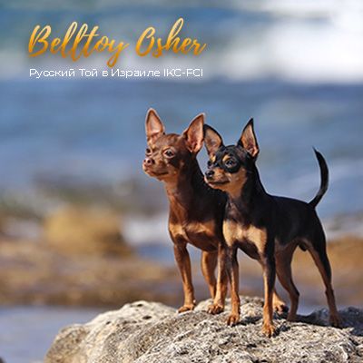 BellToy Osher kennel - первый официальный питомник Русских тоев в Израиле!